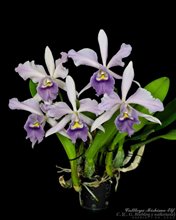 Cattleya Mishima Elf 'Blue Ocean' (C. G. Roebling x walkeriana) .