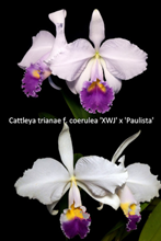 Cattleya trianaei f. coerulea (XWJ x Paulista)