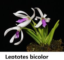 Leptotes bicolor (1248)