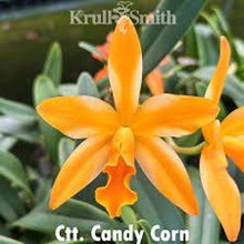Lc. Candy Corn (C. Dubiosa 'Scully’s' HCC/AOS x Lc. Trick or Treat 'Orange Magic' AM/AOS)