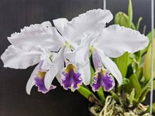 Cattleya  gaskeliana coerulea x sib ('Blue Dragon' x 'Madou Tsai')