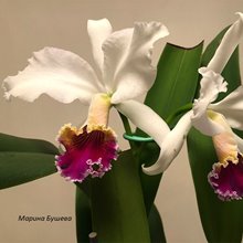-  Cattleya labiata x Cattleya rex