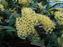Дендробиум (Dendrobium speciosum 'Golden Rain' x self)(1328)