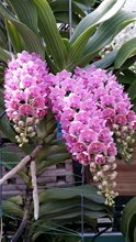 Ринхостилис (Rhynchostylis gigantea, Rose Pink)(1205)