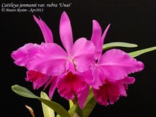 Cattleya jenmanii rubra x self