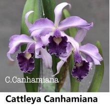 Каттлея (Cattleya Canhamiana)(1254)