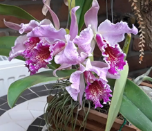 Cattleya Vestalis ( C maxima x C dowiana aurea)