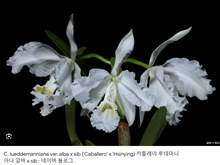 Cattleya lueddemanniana var. alba x sib ('Caballero' x ' Hsinying')C