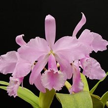 Каттлея (Cattleya warnerii concolor)(А-341)