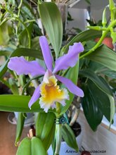 Cattleya harrisonae x C dowiana