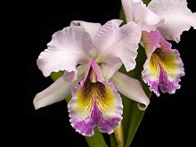 Cattleya Lord Rotschild (C gaskelliana alba x C dowiana aurea)