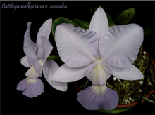 Cattleya walkeriana var. Caerulea