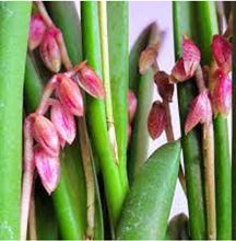 Pleurothallis fabiobarrosii