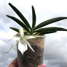 Angraecum Kruger  Stars (leonis x eguitens)