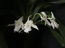 Angraecum magdalenae