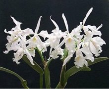 Cattleya maxima alba x sib