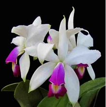 Cattleya violacea f. semialba