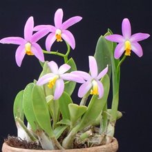 Laelia lucasiana