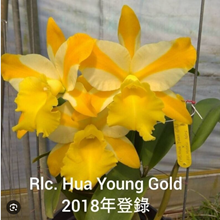 Rhyncholaeliocattleya Hua Young Gold (Rlc. Haw Yuan Gold × Rlc. Mystic Isles) 華陽黃金1800руб.-1шт.
