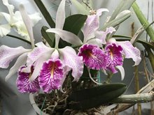 Cattleya Maxima Semi Alba Striata .