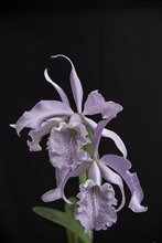 Cattleya Maxima coerulia