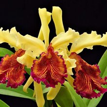 Каттлея (Cattleya dowiana X sib)(977)