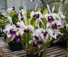 Laelia purpurata var. Roxo-bispo