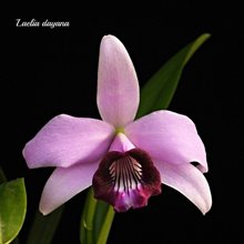 Laelia dayana