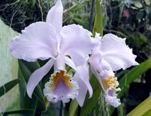 Cattleya mossiae f. coerulea x sib