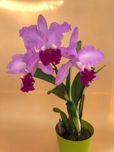 Cattleya Medelissima (luedemanniana tipo x mendelii splash)