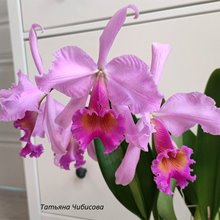Cattleya Maggie Raphael  Lavender