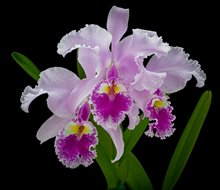 Cattleya warscewiczii x sib