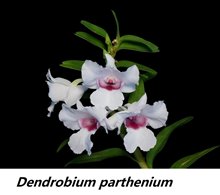 Дендробиум (Dendrobium parthenium) (1245)