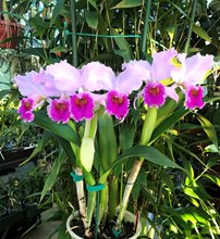 Cattleya Fallieri (trianae tipo x rex)