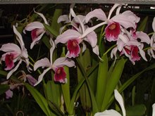 Laelia purpurata var.vincolor