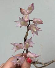 Дендробиум (Dendrobium hercoglossum)(1332)