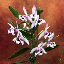 Дендробиум (Dendrobium nobile v. cooksonianum (peloric) ) (1335)