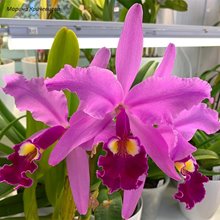 Каттлея (Cattleya warscewiczii sanderiana) (1262)