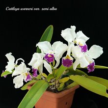 Cattleya warneri fma semi-alba x sib