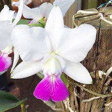 Каттлея (Cattleya walkeriana semi alba violeta donato x C.walkeriana semi alba isabela de vito) (925)