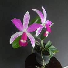 Cattleya violacea var. Flammea