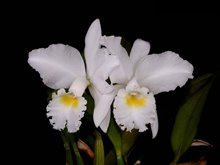 Cattleya jenmanii f. alba 'Fuchs Snow'
