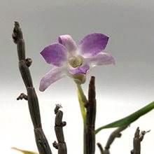Дендробиум монилиформе (Dendrobium moniliform Raizan)(А-32)