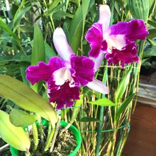 Cattleya Sangob Delight