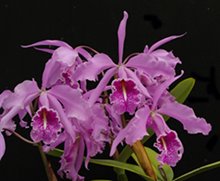 Cattleya maxima   .