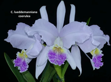 Cattleya lueddemanniana fma coerulea x sib