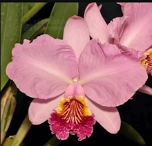 Cattleya Luedemaniana Vinicolor   .
