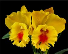 Rlc. NP Gold Nawapol