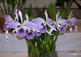 Каттлея (LC CG Roebling ´Beach View´ (Cgaskelliana x Laelia purpurata) coerulea) (1263)