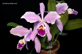 Cattleya gaskelliana (f. amoena x f. coerulea) x self